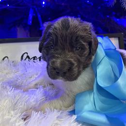 Newfoundland Puppies from Sugar Paws Newfoundlands