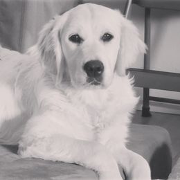 Scarlet - Golden Retriever