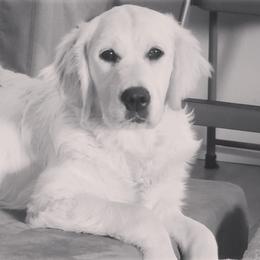 Scarlet - Golden Retriever