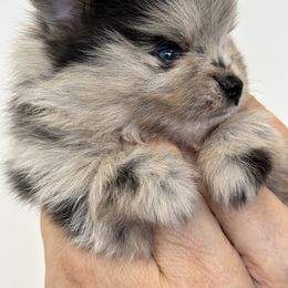 Pomeranian Puppies from Heartlove Poms