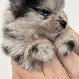 Pomeranian Puppies from Heartlove Poms