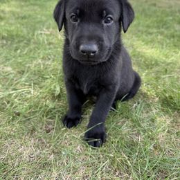Jeff - Blue collar - Black male Labrador Retriever puppy in Great Falls, Montana from Yogo Point Kennels