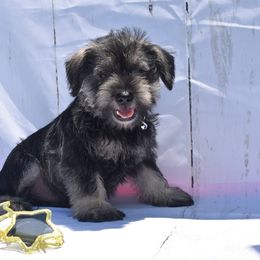 Boy 1 - Salt and pepper Miniature Schnauzer puppy in Alabama from Imperial Schnauzers