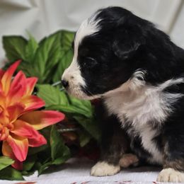 Salem - Black tri female Miniature Australian Shepherd puppy in Bethany, Connecticut from Tini Thyme Mini Aussies