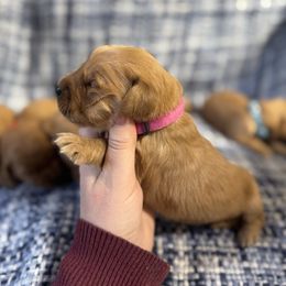 Snowball-Pink - Dark golden female Golden Retriever puppy in Payette, Idaho from Stonewick Retrievers