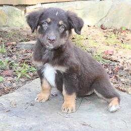 Paprika - Red tri-color female Australian Shepherd puppy in Macon, Georgia from Shaina’s Shepherds