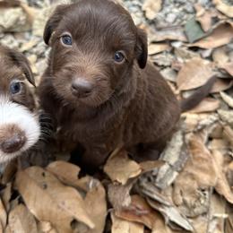 Girl 4 - Brown and white female Aussiedoodle puppy in Hillsboro, Illinois from Perfect Paws Puppies
