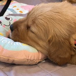 Golden Retrievers from Carolina Breeders Family