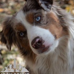 Lyra - Miniature American Shepherd