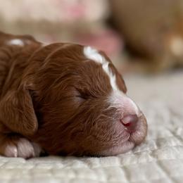 Hanalei - Red female Cavapoo puppy in Beckley, West Virginia from By Design Doodles