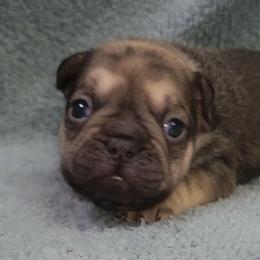 Tallulah - Fawn female French Bulldog puppy in Ardmore, Oklahoma from Big Ox Bulldogs