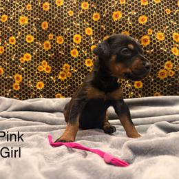 Pink Girl - Black and rust female Doberman Pinscher puppy in Knox, Indiana from Double River Dobermans