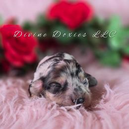 Echo - Dapple female Dachshund puppy in Kansas City, Missouri from Divine Doxies LLC