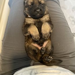 White-Casper - Sable male German Shepherd puppy in Medical Lake, Washington from Nine Realms German Shepherds