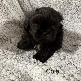 Cole - Black male Shih Tzu puppy in Jasper, Indiana from Jacob’s Spoiled Shih Tzu