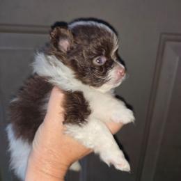 Pixie pup 1 - Chocolate parti male Pomeranian puppy in Carrollton, Georgia from B AND R'S POMERANIAN'S