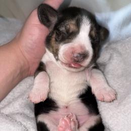 Boy 1 - Black fawn and white male Beagle puppy in Phoenix, Arizona from Trevillian Beagles