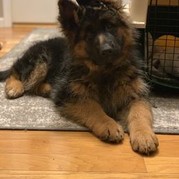 German Shepherd Puppies from T Double B LLC