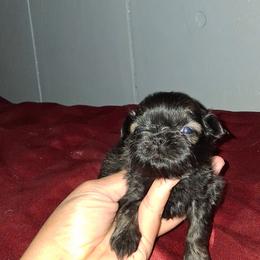 Boy 3 - Black male Shih Tzu puppy in Birmingham, Alabama from K&D kennels