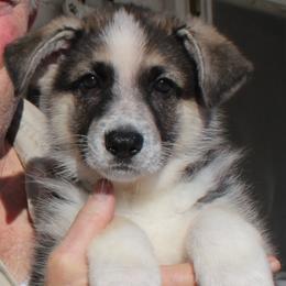 C - Panda female German Shepherd puppy in Yakima, Washington from Bahr-S German Shepherds