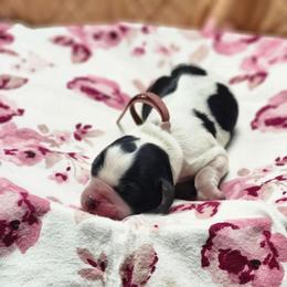 Almond Joy - Black and white female English Springer Spaniel puppy in Westover, Maryland from Sterling's springer Haven