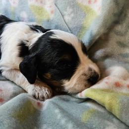 Tex - Tri-color male Cavapoo puppy in Underwood, Minnesota from Tru Cuddle Pups