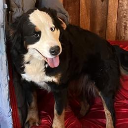 Angel - Bernese Mountain Dog