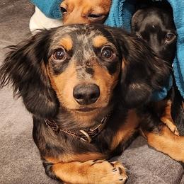 Mack - Dachshund