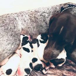 German Shorthaired Pointers from Triple M Kennel