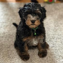 Gus - Merle male Cavapoo puppy in West Olive, Michigan from House of Cavapoos