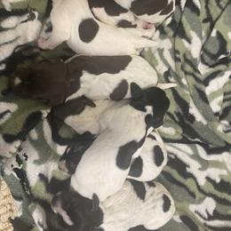 Boy 6 - male German Shorthaired Pointer puppy in Hardeman County, Tennessee from Howell Farm GSP