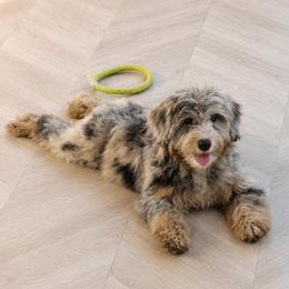 Goldie - Blue merle female Sheepadoodle puppy in North Royalton, Ohio from Johnson's Doodles
