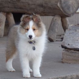 Shetland Sheepdog Puppies from September Morning Shelties
