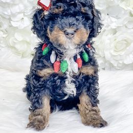 Bernedoodle, Cockapoo, and Goldendoodle Puppies from Danie’s Darling Doodles LLC