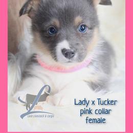 Pink Female - Blue female Pembroke Welsh Corgi puppy in Wayne City, Illinois from Lash Livestock & Corgis