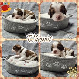 Chesnut - Red and white male English Springer Spaniel puppy in Westover, Maryland from Sterling's springer Haven