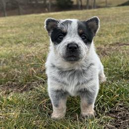 Pip - Blue female Australian Cattle Dog puppy in Olive Hill, Kentucky from Tompkins Farm