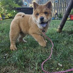 Chow Chow Puppies from Graystone Kennel