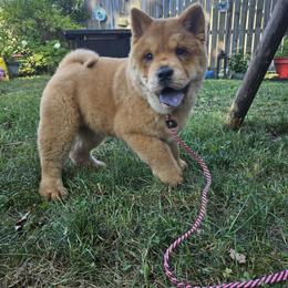Chow Chow Puppies from Graystone Kennel