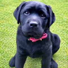 Girl 3 - Black female Labrador Retriever puppy in Chiefland, Florida from McCracker Pond Labradors
