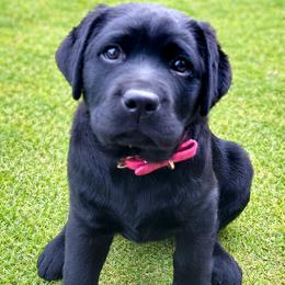 Girl 3 - Black female Labrador Retriever puppy in Chiefland, Florida from McCracker Pond Labradors