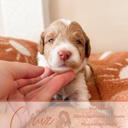 Cruz - Parti male Goldendoodle puppy in California City, California from Summer Sun Doodles