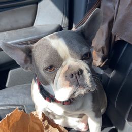 Maira - French Bulldog