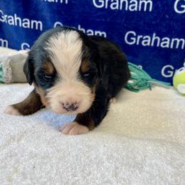 Teal Collar - Black rust and white male Bernese Mountain Dog puppy in Comer, Georgia from Water Oak Farm
