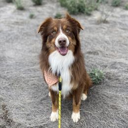 Finn - Australian Shepherd