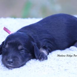 Girl 3 - female Dachshund puppy in Murray, Kentucky from Shadow Ridge Farms