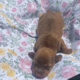 Skittles - Red female Dachshund puppy in Clinton, Tennessee from 4-LOVES Dachshunds