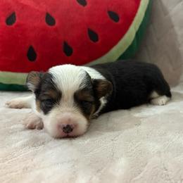 Button-Full fluffy - Black and tan female American Corgi puppy in Decatur, Texas from Bar S Corgis