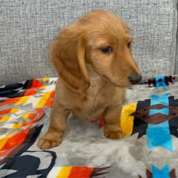 Eleanor (full rights available for fee) - Red female Dachshund puppy in Gainesville, Texas from Diamond B Doxies