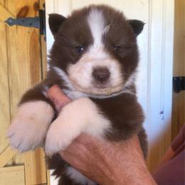 Phoenix - Agouti and white male Siberian Husky puppy in Thomasville, Georgia from Southern Blues Siberian Huskies